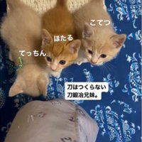 人の足元で鳴いている3匹の子猫