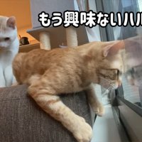 ベランダの虫を見ている猫