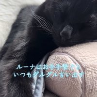 目を瞑っている黒猫の上半身アップ