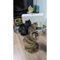 ヒーターの前にいる猫