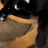 キャットタワーの上で仰向けになっている白黒猫