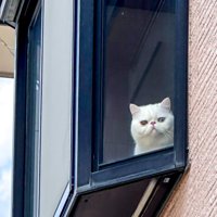 窓辺から外を覗く猫