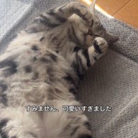 絨毯の上で寝ている猫