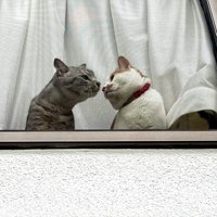 窓際で鼻をくっつけあう茶白猫とキジトラ猫