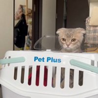 ペットキャリーから顔を出す猫