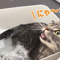 にゃ〜お