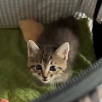 飼い主を見つめる子猫