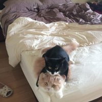 ベッドの上にいる2匹の猫