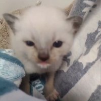 カメラの方を見ている子猫