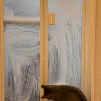 飼い主の手に合わせて体を動かす猫