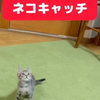 飼い主の手に気づいた瞬間