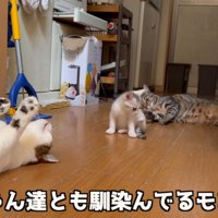 3匹の猫