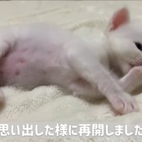 横になって毛づくろいしている子猫