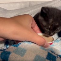 ご飯を食べる子猫
