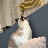 ウインドチャイムを見つめる猫