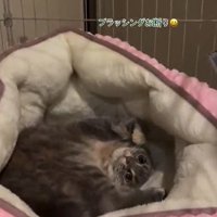 仰向けになる猫