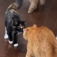 茶トラ猫の目の前まで歩いてきた三毛猫