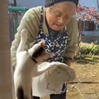 まどふきをするおばあさんとタオルを追いかけるミケ猫