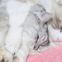 ハチワレ猫がバックハグしている姿のアップ