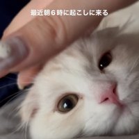 寝そべっている猫