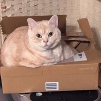 ダンボールの中から飼い主を見つめるマンチカン