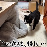 この物体、怪しい…