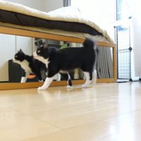 お願いするチコちゃん