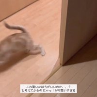 走り去る猫