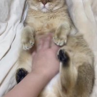 おなかをなでられる猫