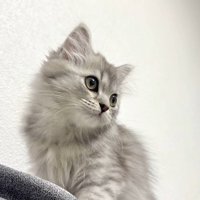 遠くを見つめる子猫