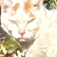 鋭い表情の猫