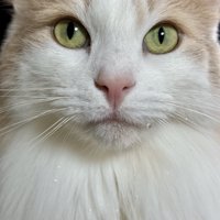ヒゲに雫がついている猫の顔