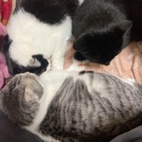 毛布の上で丸まる3匹の猫