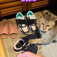 帰宅を拒否するキジトラ猫