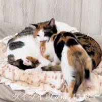 成猫に近づく子猫