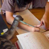猫と女の子