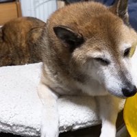 リナちゃんとリキくん