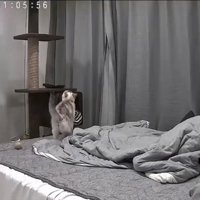 キャットタワーを見上げる猫