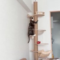 キャットタワーに登る猫2