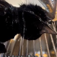 水を浴びている猫