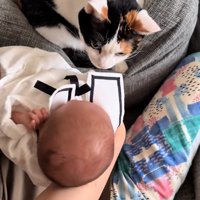 赤ちゃんの匂いを嗅いでいる三毛猫