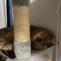 前足で顔を隠しながら寝る猫