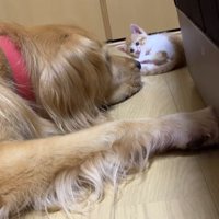 床に伏せる犬を見つめる子猫