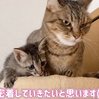 キャットタワーにいる先住猫と子猫