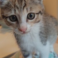 カメラ目線の子猫