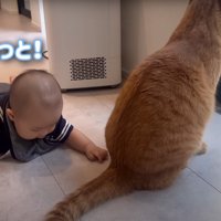 外を見つめる猫