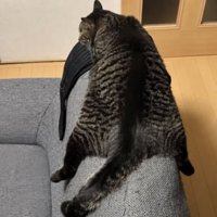 ソファにいる猫たち