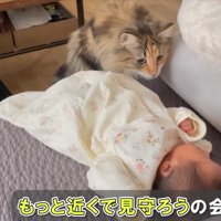 赤ちゃんを覗き込む猫