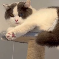 タワーにいる猫