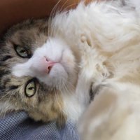飼い主を期待するような眼差しで見つめる猫